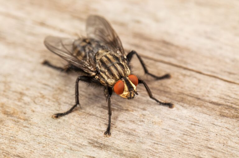 Fly Control
